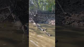 How Far Can Otters Hear?