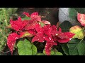 Новогодний обзор растений Калининград Бауцентр 25 12 2022