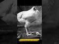 Headless Chicken #shorts #facts #youtubeshorts