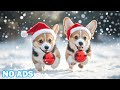 12 Hours of Calming Music for Dogs 🐶 Anti Separation Anxiety Relief Music 🐶 Sleep Dog Healing 🎵