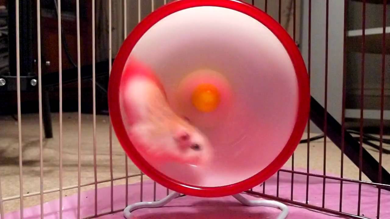 Roborovski hamster caught in wheel 17 times! YouTube
