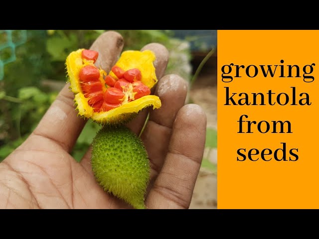 plants  seeds  ,      /how  to grow kantola from seed - YouTube