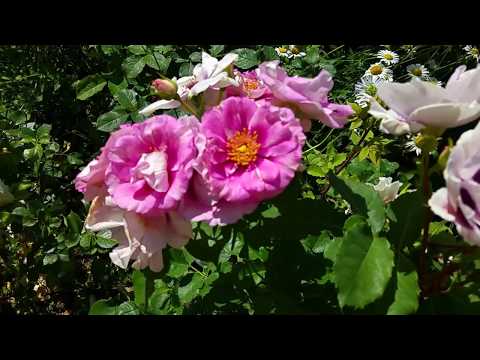 Video: Un Giardino In Rosa Dalla Primavera All'autunno