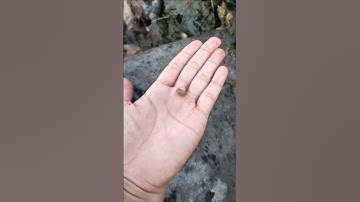 con ốc nhỏ con ốc to con ốc khổng lồ #shorts