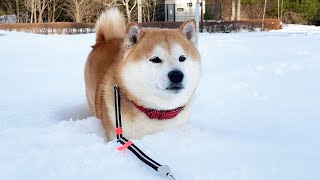 大雪の中、家族の足跡にはまって動けなくなり穏やかな表情で帰宅を決意する柴犬