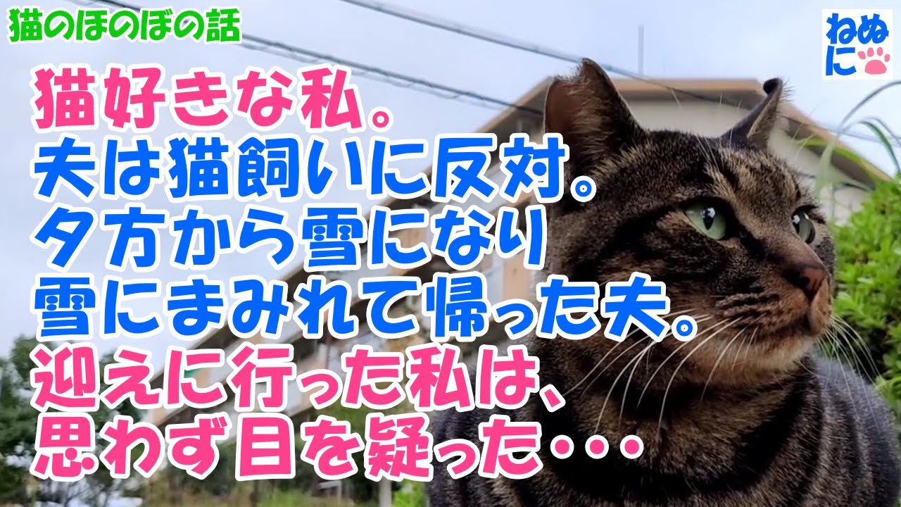 342 猫のほのぼの話 猫好きな私 夫は猫飼いに反対 夕方から雪になり雪にまみれて帰った夫 迎えに行った私は 思わず目を疑った Youtube
