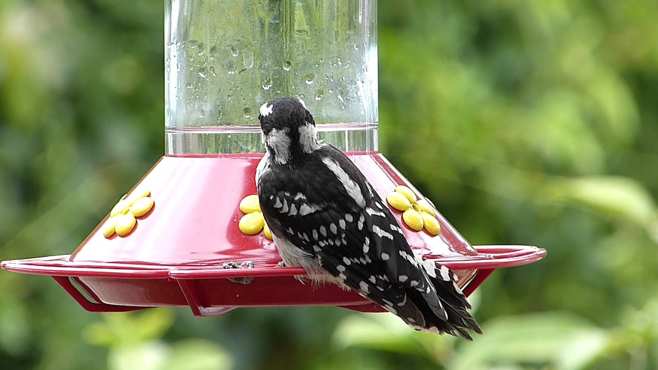 Woodpecker at hummingbird feeder YouTube