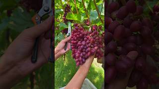 Harvesting grape fruit #satisfying #grapefruitpruning #shorts