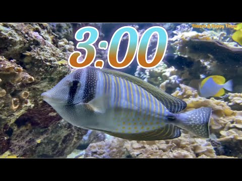 3 Minute Aquarium Timercountdown With Relaxing Music Cuenta Regresiva De 3 Minutos Con Música 3 Minute Aquarium Timercountdown With Relaxing Music Cuenta Regresiva De 3 Minutos Con Música