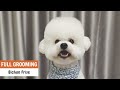 Asian Fusion Pet Style Bichon Frise | ASIAN CUTE DOGS