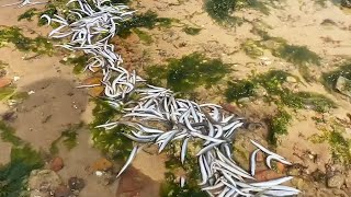 A large number of noodle fish were stranded on the beach, and today I harvested a big bucket! by Beachcomber Zhang 16,193 views 4 days ago 11 minutes, 12 seconds