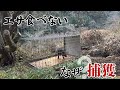 なぜ、活動が全く見られなかった箱罠でイノシシが捕獲できたのか。