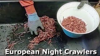 Harvesting and Packaging European Nightcrawlers to Prepare for Shipping at Midwest Worms Farm