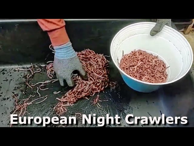 Harvesting and Packaging European Nightcrawlers to Prepare for