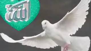 Zemzem Içtim Kendimden Geçtim
