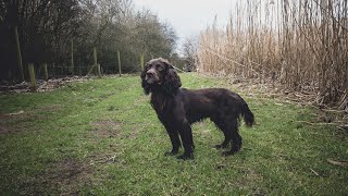 Rico The Working Cocker - Beating On The Last Saturday Of The Season by Rico The Working Cocker Spaniel 928 views 3 months ago 8 minutes, 25 seconds