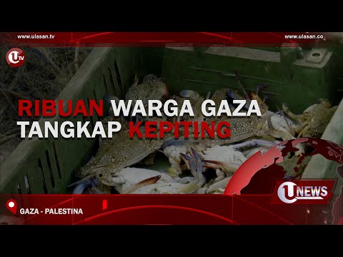 RIBUAN WARGA GAZA TANGKAP KEPITING | U-NEWS