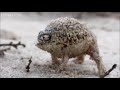 Grievous Rain Frog