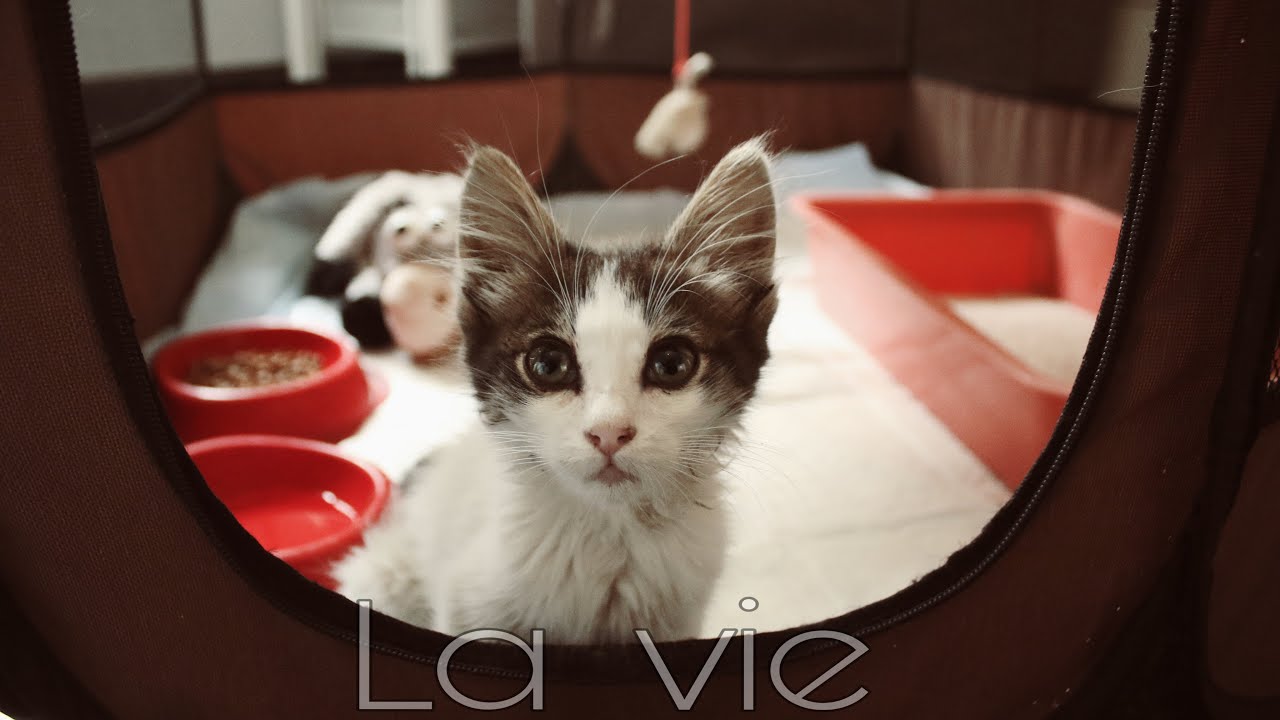 الاساسيات للعناية بقطة صغيره La vie 🌱