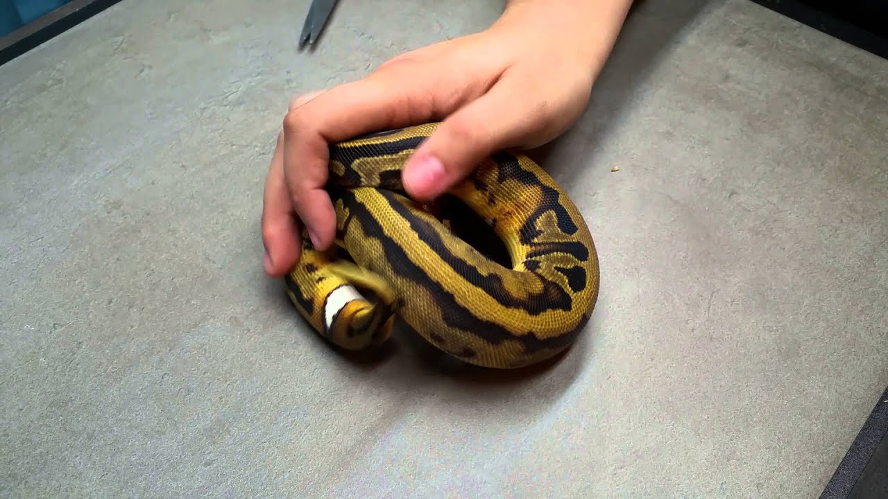 Unboxing 0.1 Pied Ball Python - YouTube