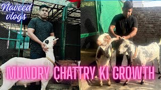 My 2Nd Vlog Mundra Chattry Ki Growth Naveed Vlogs