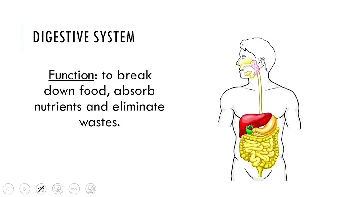 Human Body Systems Overview Part 1