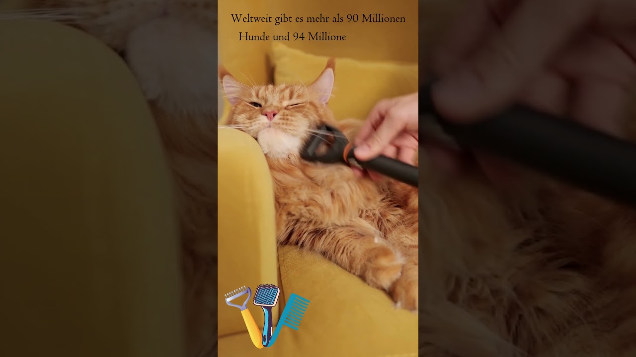 Yellow Modern Cat Care
