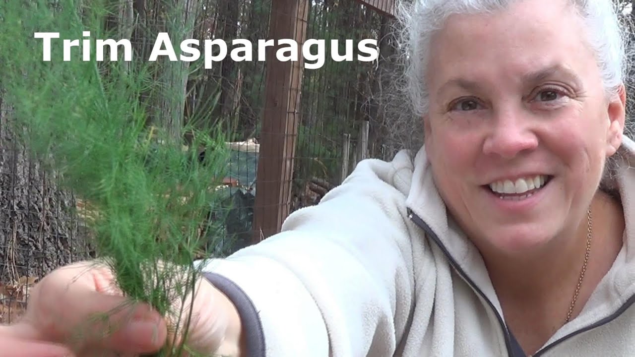 Asparagus FIRST YEAR seed to trimming plant once and harvest for MANY
