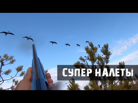 Охота на гуся весна/Гуси садятся на голову