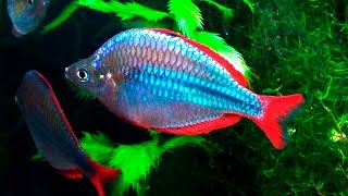 Радужница неоновая (Melanotaenia praecox) видео Радужницы
