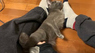 飼い主に性行為を求めるメス猫(Cat sexual intercourse)