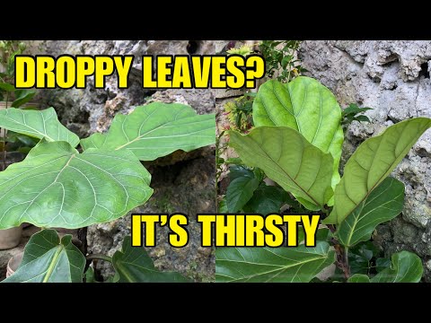 DROOPY LEAVES FIDDLE LEAF FIG / TIMELAPSE