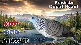 perkutut lokal gacor SUARA kerot nretek manggung lawan pasti nyaut