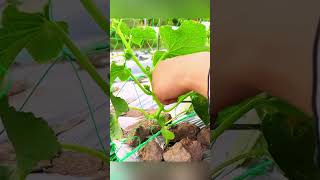 The Pruning Secret for Bigger Cucumbers #gardentips #vegetables #satisfying