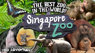 SINGAPORE ZOO TOUR: THE BEST ZOO IN THE WORLD?