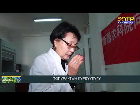 Video: Топурактын кычкылдуулугун кантип аныктаса болот