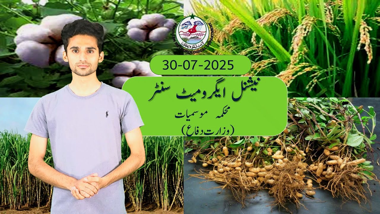 Farmer's Weather Forecast in Pakistan | 30 July 2025 | PMD Agriculture Advisory