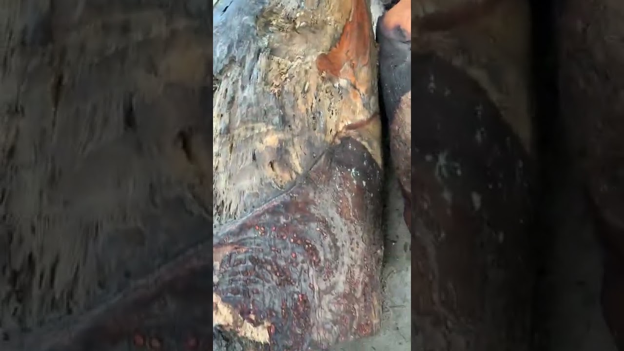 GL 2 cục mít rừng đặc tịt nặng tầm 430kg chở lên đục... - youtube