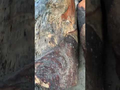 Video GL 2 cục mít rừng đặc tịt nặng tầm 430kg chở lên đục... - youtube
