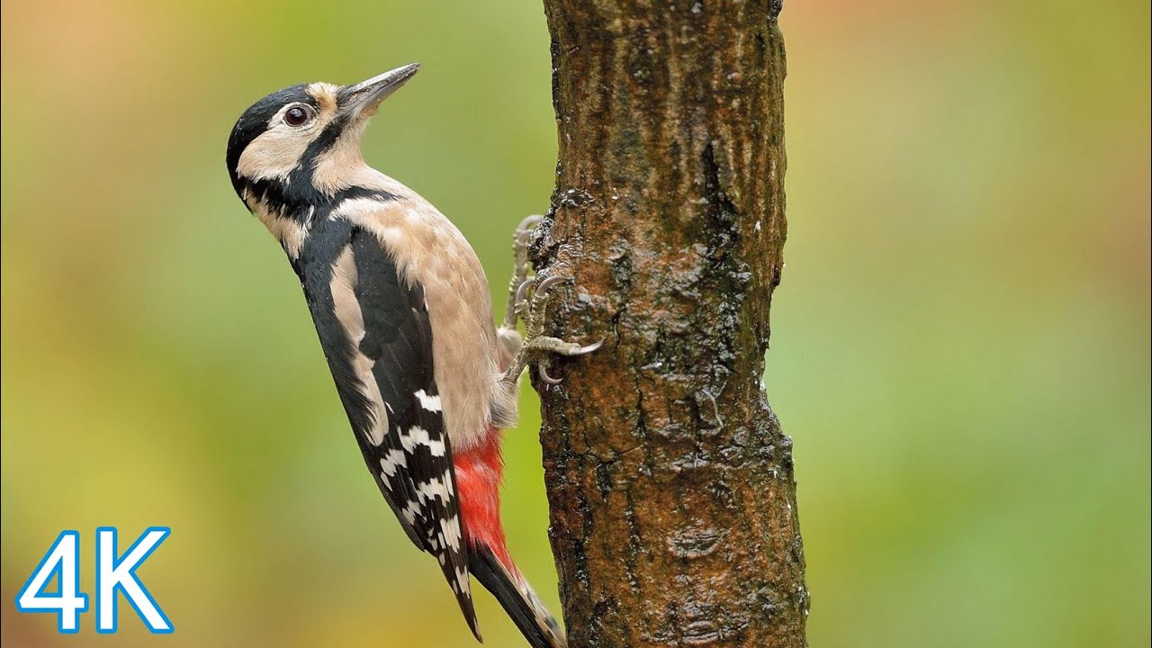 4K Video of Woodpecker | 4K video of Bird| 4K video in 60 fps Ultra HD| Best 4K Video|