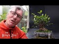 Pruning My Vietnam Style Ficus and My Frankenficus, The Bonsai Zone, May 2024