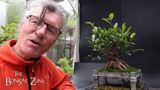Pruning My Vietnam Style Ficus and My Frankenficus, The Bonsai Zone, May 2024