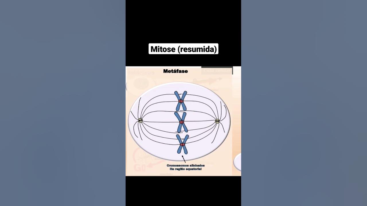 Meiose: resumo, fases e diferenças da mitose - Toda Matéria