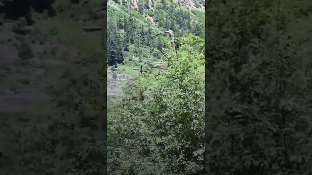 Jungle Video | ClipCanvas