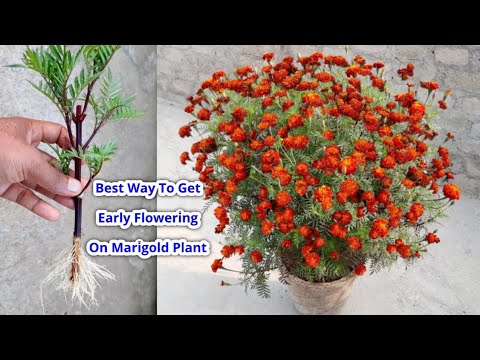 Best Way to grow Marigold plant at home / How to grow marigold plant to get early flowering