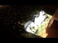 【cat】陽のあたる場所 A Sunny Place