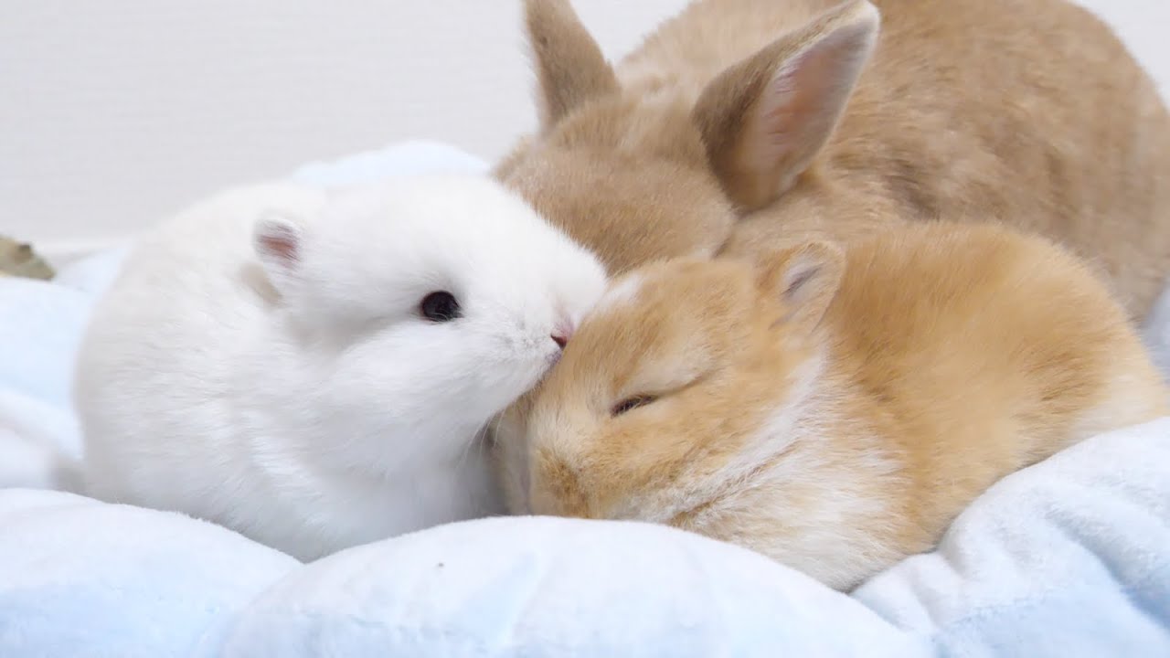 うさぎ② Too cute twin baby rabbits grooming - YouTube