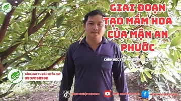 Giai đoạn tạo mầm hoa cho mận An Phước nghịch mùa | An Phuoc Off-Season Flower Buds
