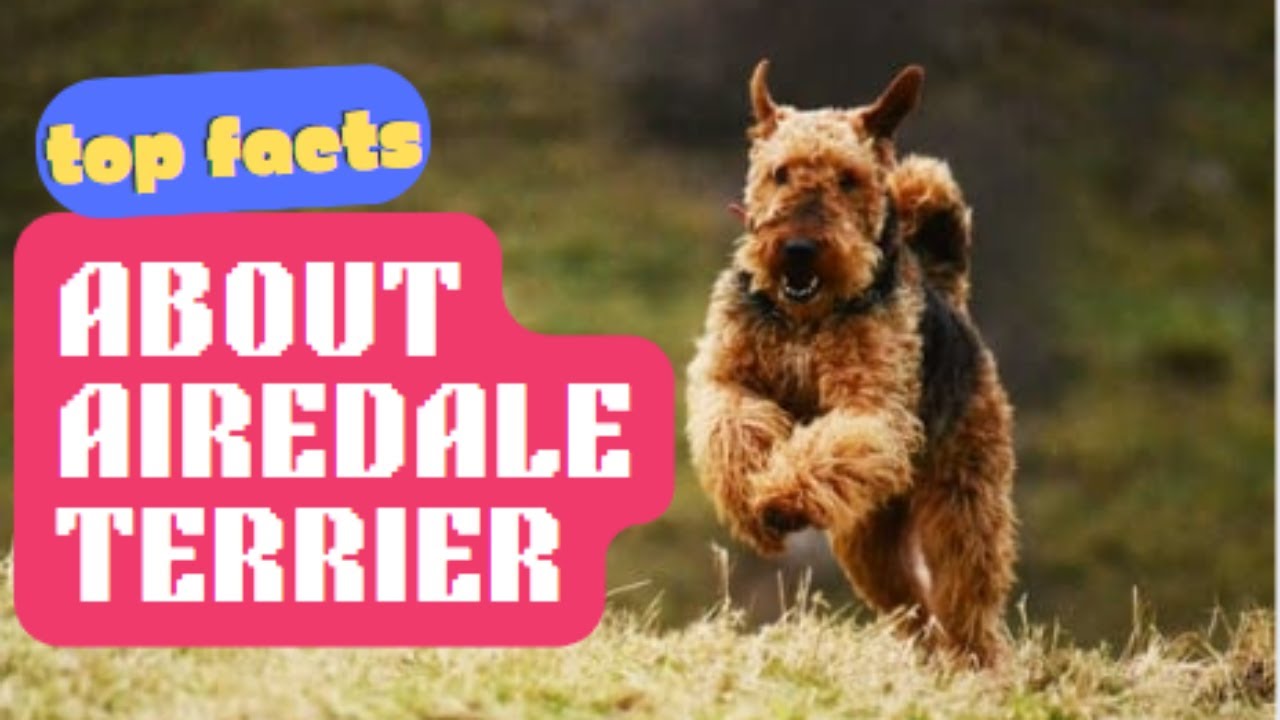 Meet the Airedale Terrier - The King of Terriers | Top Facts!