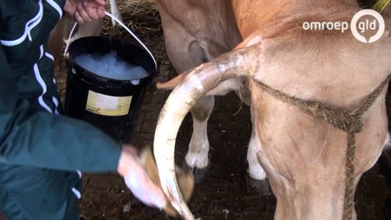 Koe uit Elst jaagt op weer een prijs